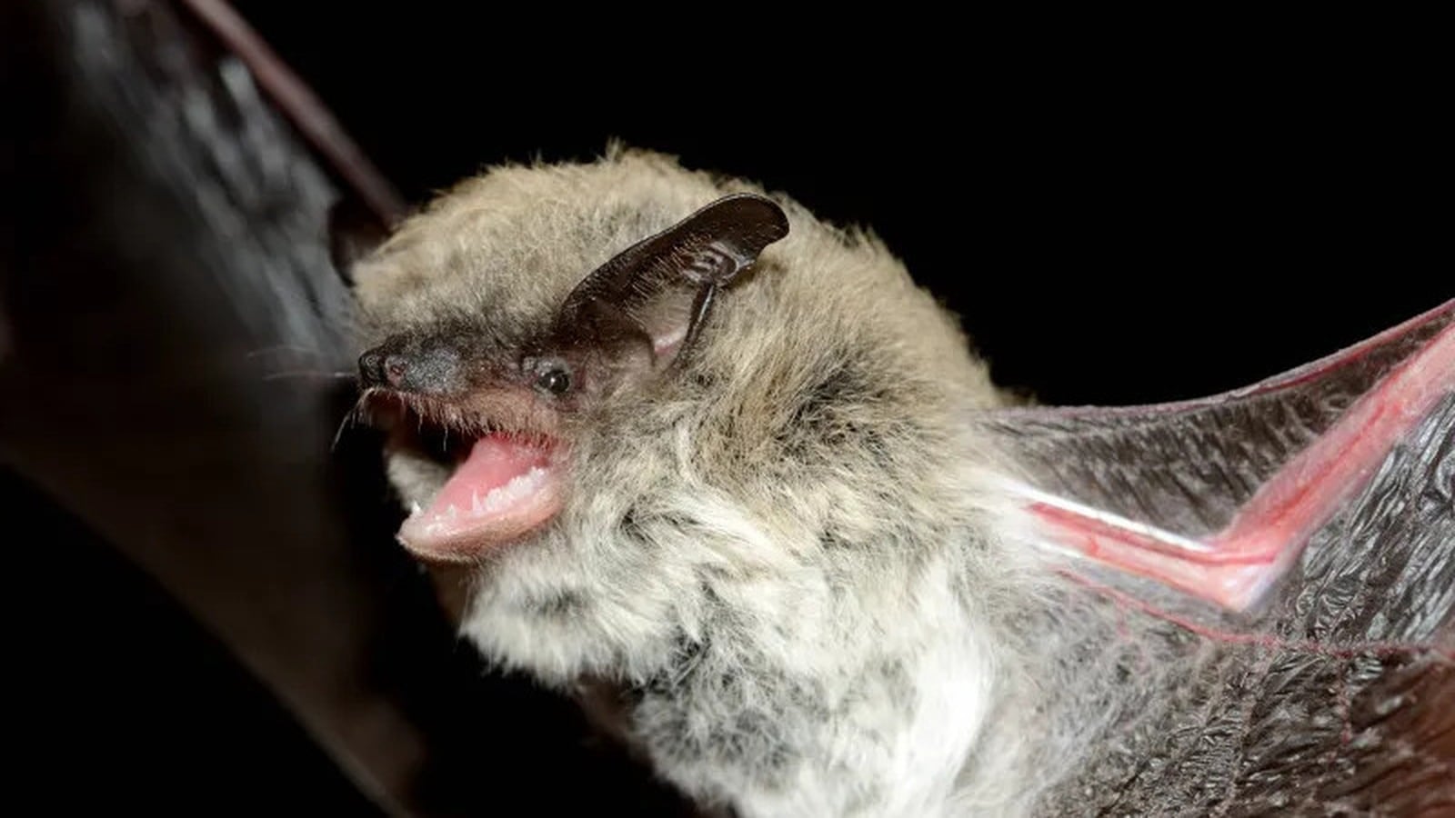 Scientists rewrite the bat family tree