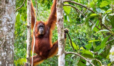 India launches trafficking investigation after five baby orangutans found abandoned in forest