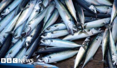 'Skimpflation' warning as tinned mackerel alternative hits more supermarket shelves - BBC