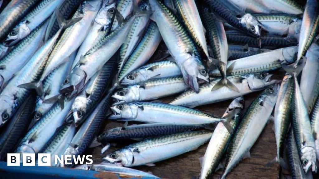 'Skimpflation' warning as tinned mackerel alternative hits more supermarket shelves - BBC