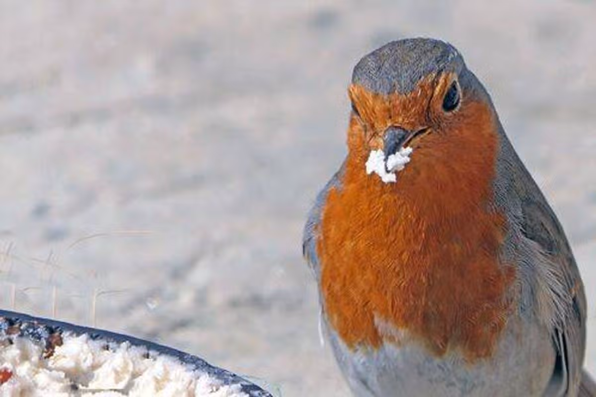 A robin feeding on suet on the ground in