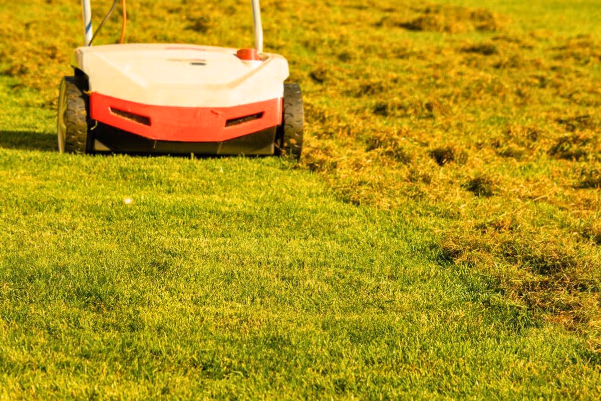 Picture of a mossy lawn