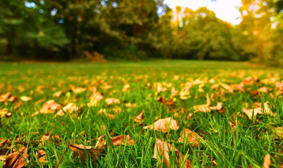 Picture of a healhy autumn lawn