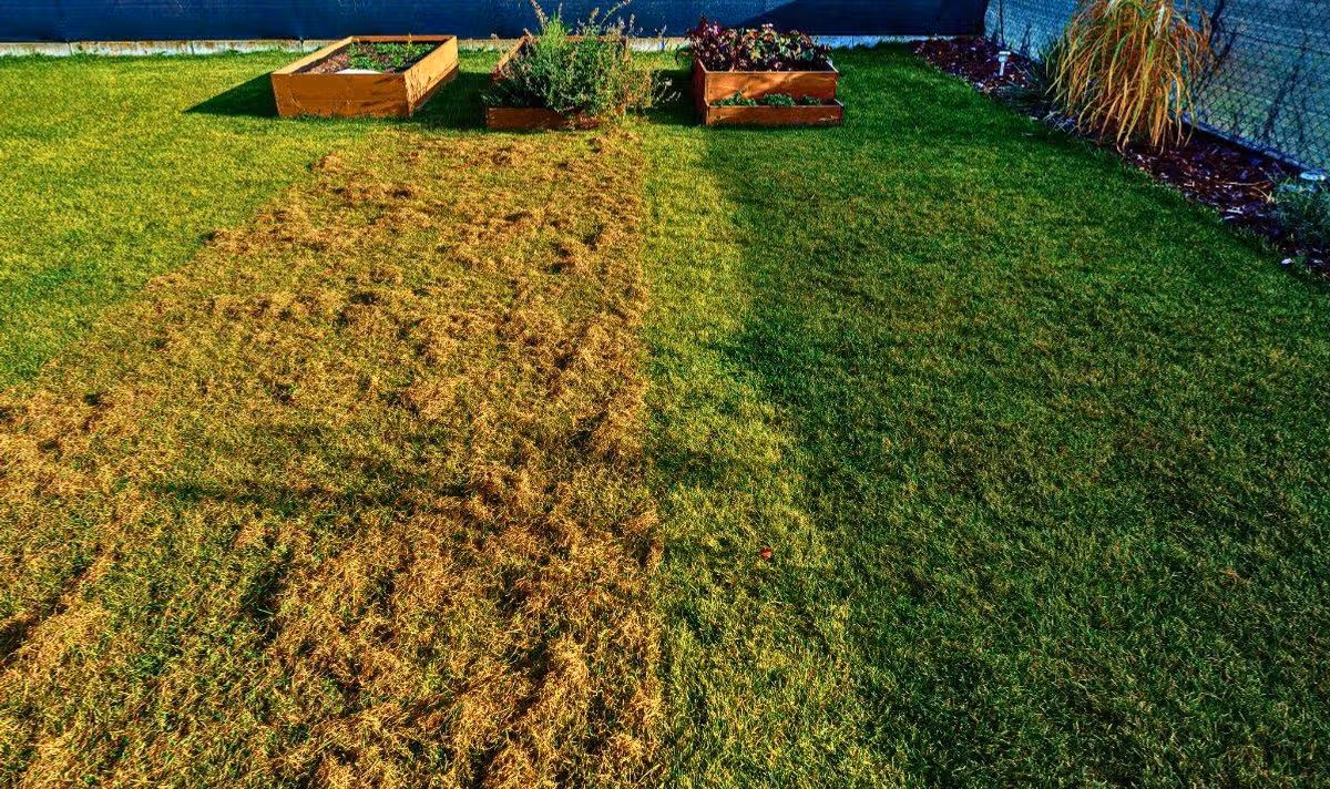 Picture of a mossy lawn