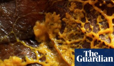 ‘This is dangerous’: slime moulds and the bitter debate over the nature of intelligence |