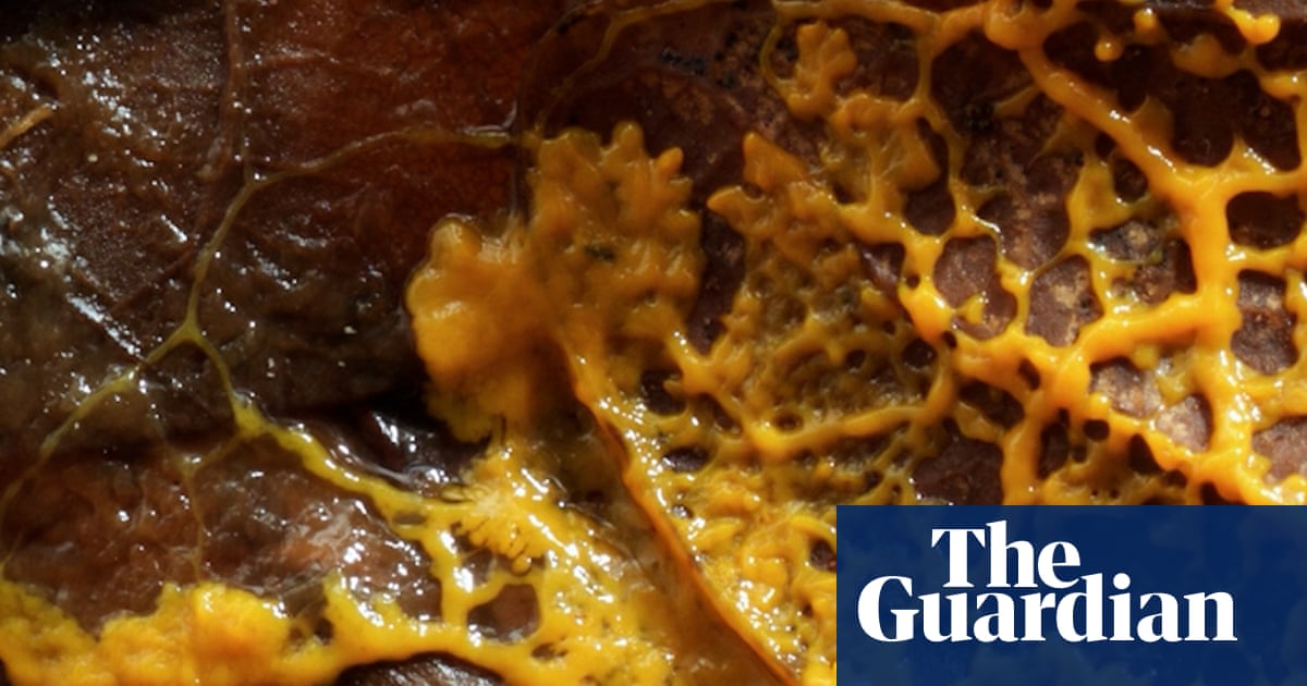 ‘This is dangerous’: slime moulds and the bitter debate over the nature of intelligence |