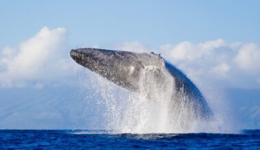 Why do whales breach