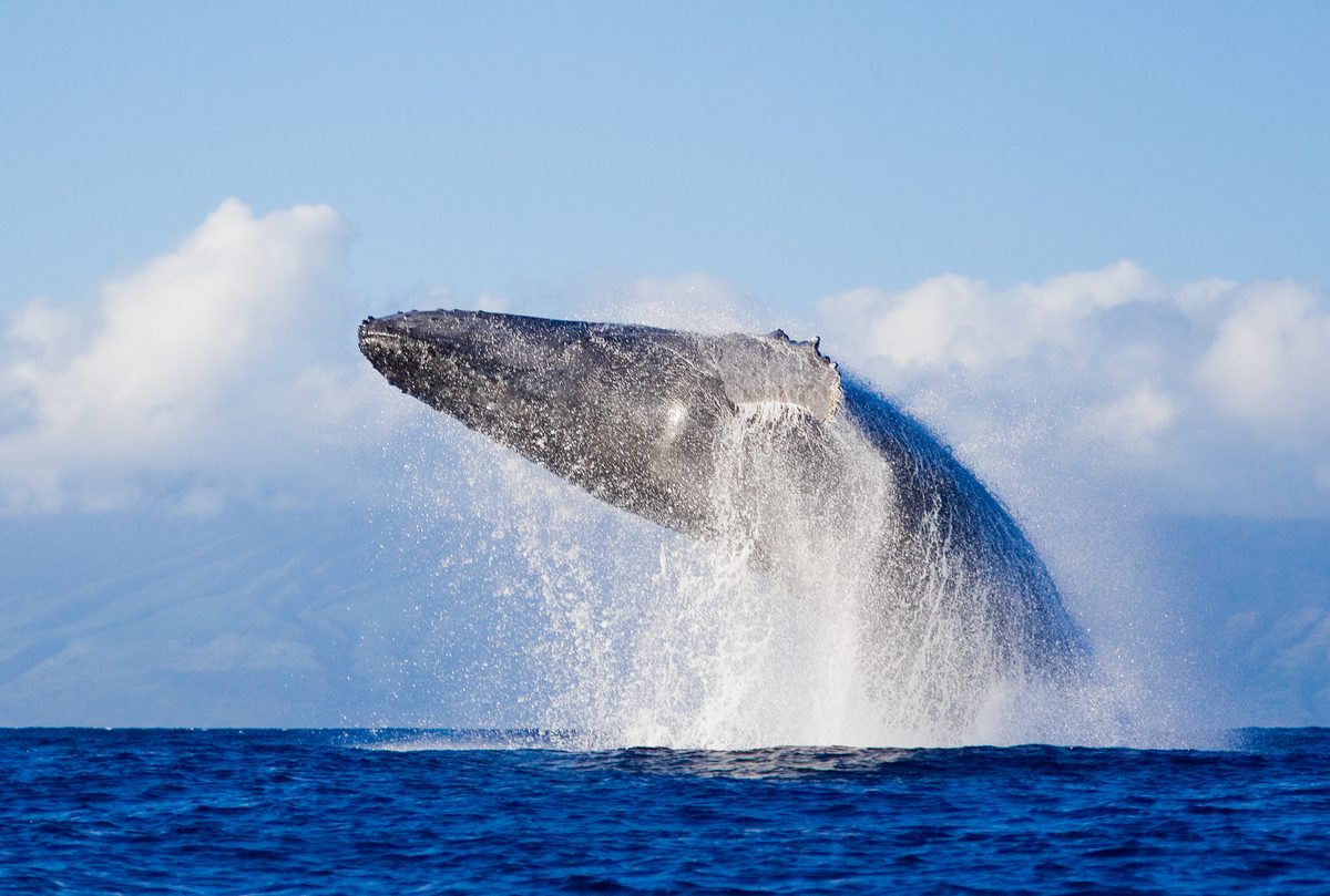 Why do whales breach