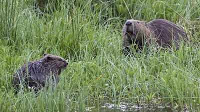 Britain released two beavers into a 10-hectare forest; 5 years later, peak water flow fell 46.6% and baseflow rose by 417%