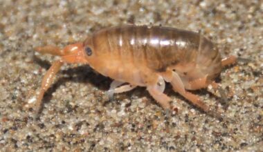 Sand crab