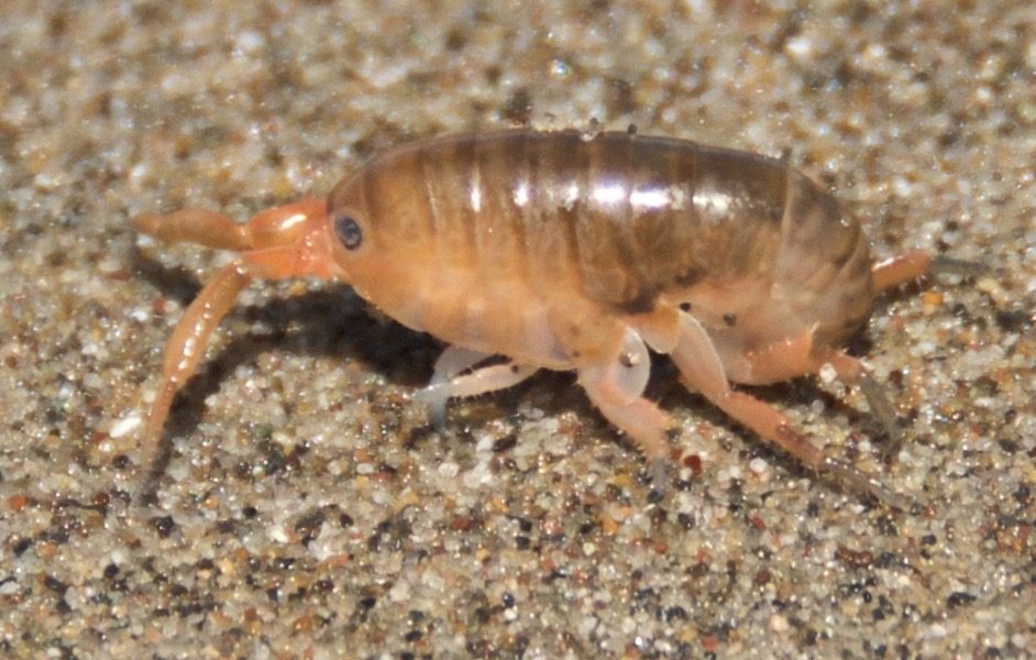 Sand crab