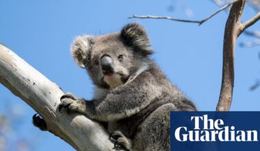 Victoria’s koalas in chronically poor health and population is half what was previously estimated | Victoria