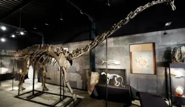 Spanish Scientists Find 1st Evidence of Diplodocus Dinosaur in Europe