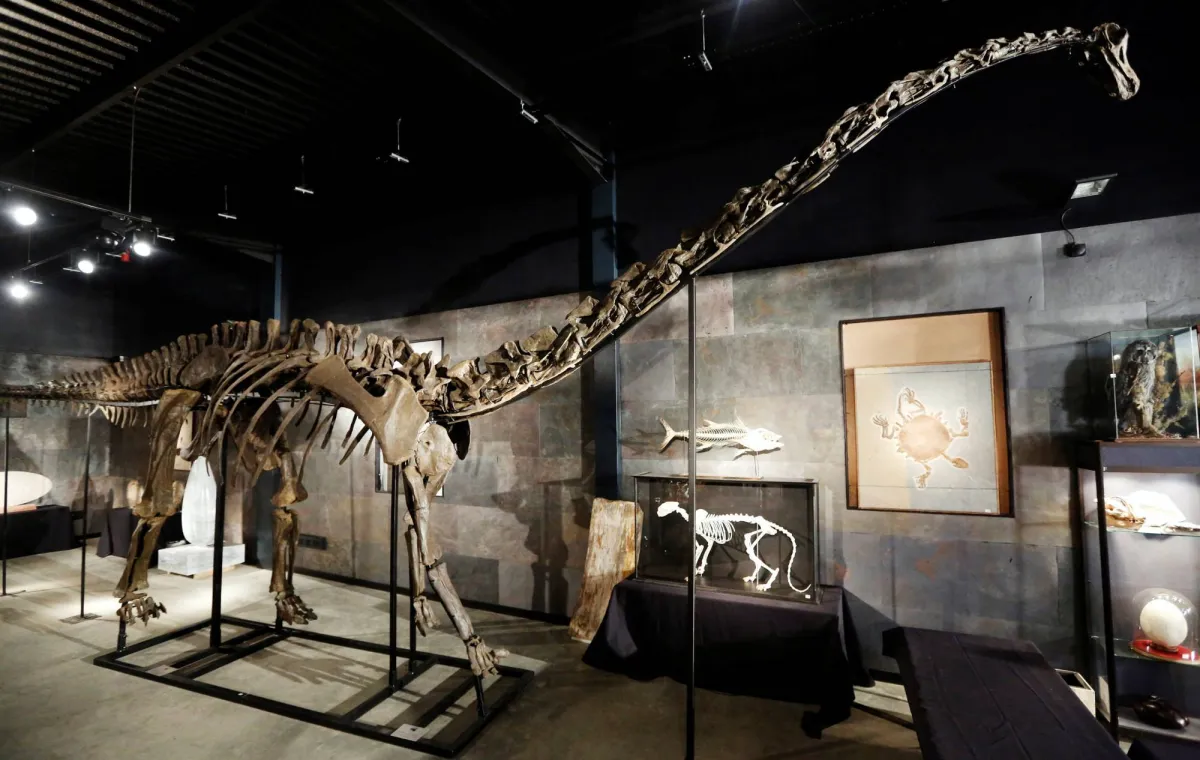 Spanish Scientists Find 1st Evidence of Diplodocus Dinosaur in Europe