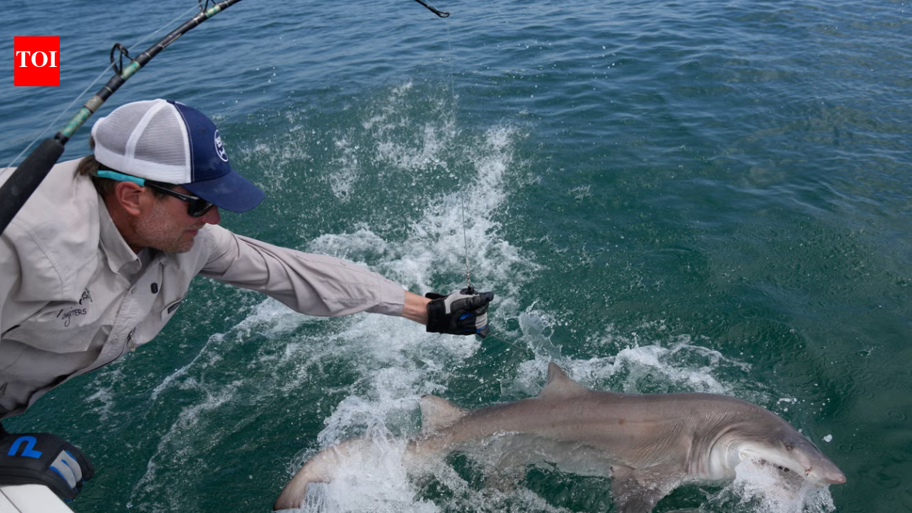 Jaws’ territory is now a great white nursery: 18 young sharks found off New York’s Hamptons as scientists investigate why they keep returning