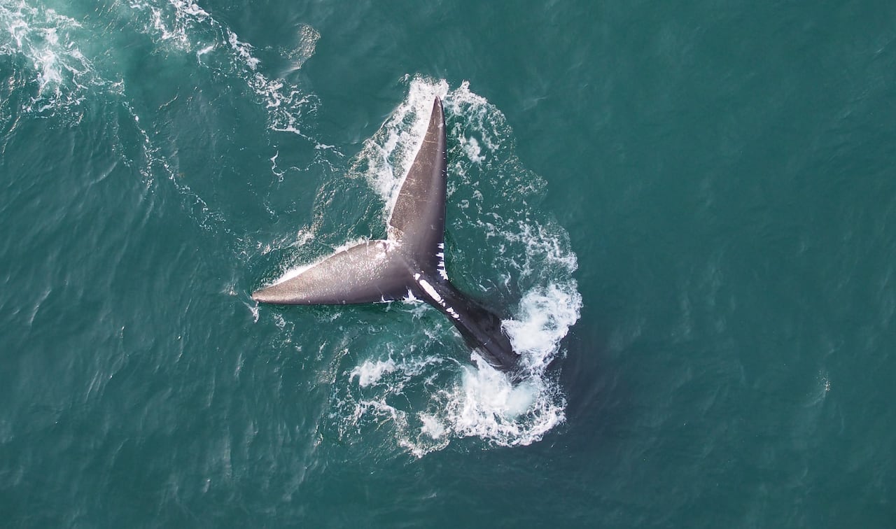 The tale of a diving whale. 