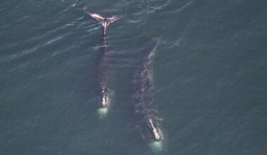 North Atlantic right whale population appears to be stabilizing after years of decline: DFO