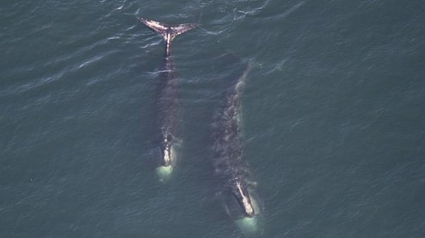 North Atlantic right whale population appears to be stabilizing after years of decline: DFO
