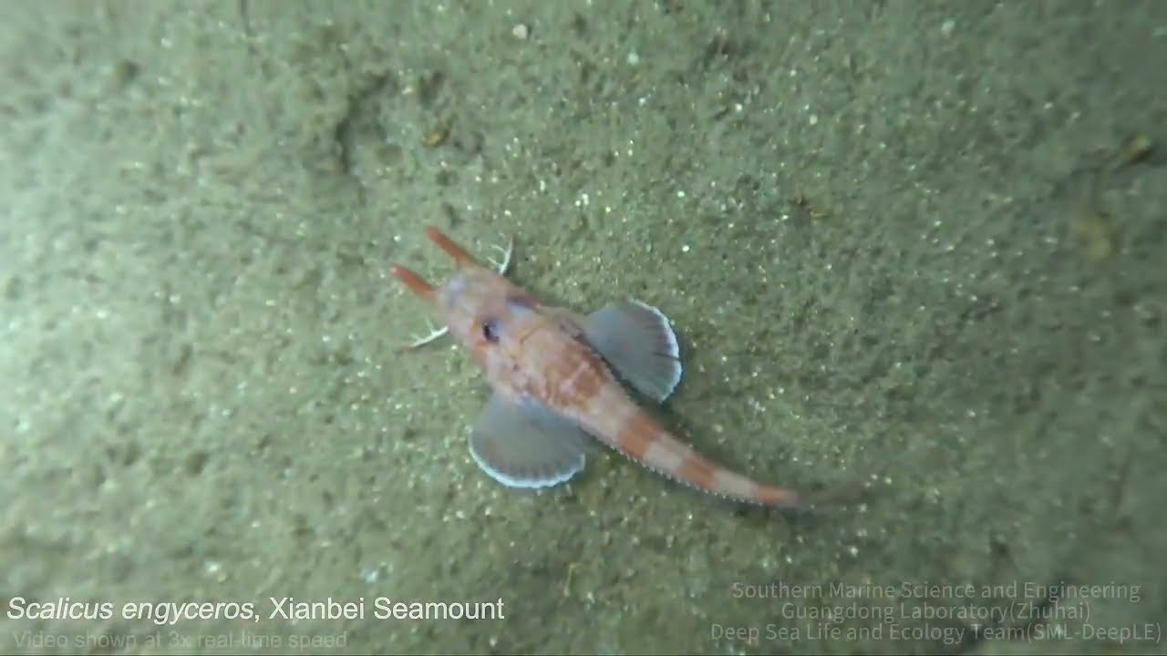 Unique Walking Behavior in Peristediid Fishes - YouTube