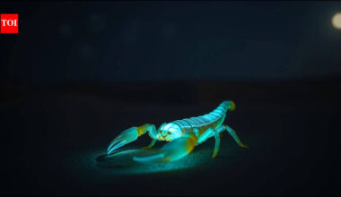 In 1945, an Arizona professor started hunting glowing scorpions at night; decades later his laboratory had become a major centre for venom research |