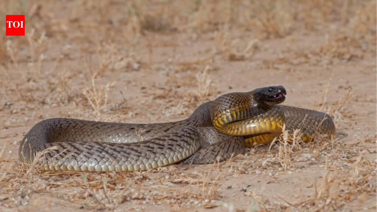 In 1972, scientists travelled into remote Queensland after receiving an unidentified snake head. What they found became one of Australia's most famous venomous snakes