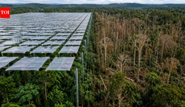 Scientists covered an Amazon rainforest plot with 6,000 panels to block half its rain; large trees died and biomass fell by a third |