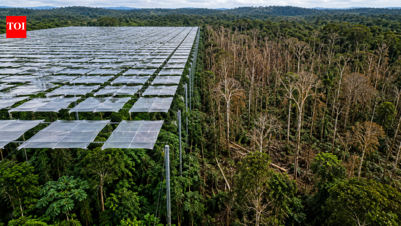 Scientists covered an Amazon rainforest plot with 6,000 panels to block half its rain; large trees died and biomass fell by a third |