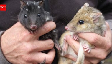 Australia’s endangered eastern quolls have welcomed new joeys; after vanishing from the mainland for 60 years, the species is now breeding again in a rare conservation comeback