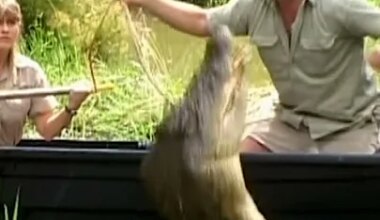 Twenty year anniversary of Steve Irwin's death - YouTube