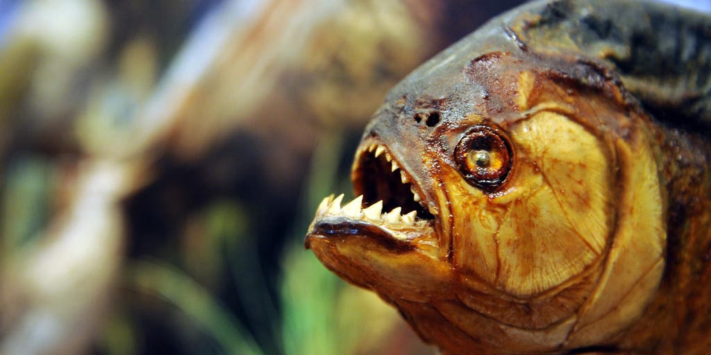 This tiny fish packs a bite stronger than its body weight