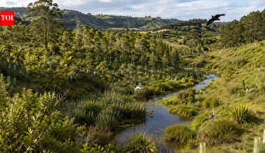 Two Auckland academics removed cattle from a rundown 1,334-acre farm in 2004; 250,000 planted trees and restored wetlands brought back 69 bird species |