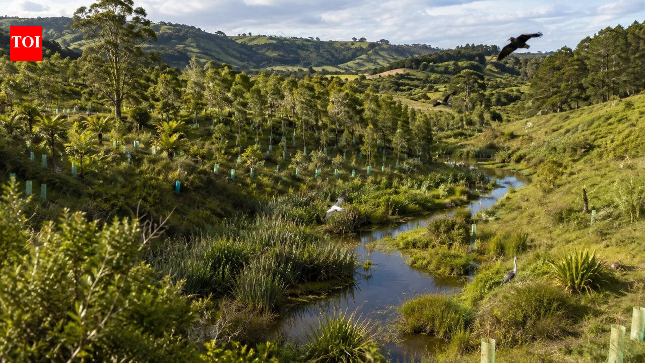 Two Auckland academics removed cattle from a rundown 1,334-acre farm in 2004; 250,000 planted trees and restored wetlands brought back 69 bird species |
