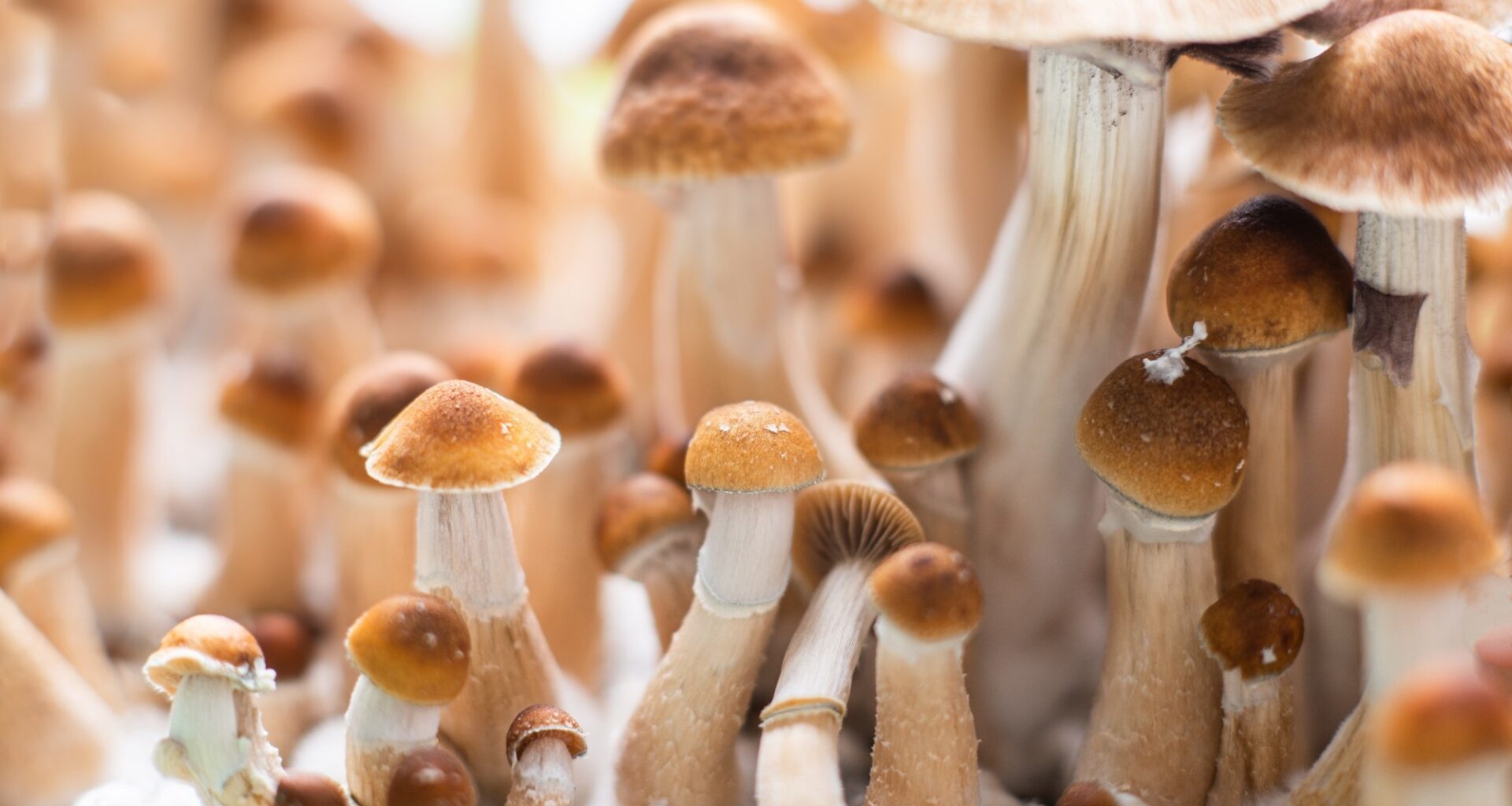 Study: Psilocybin prevents chemotherapy-induced peripheral neuropathy through mitochondrial trafficking preservation. Image Credit: YARphotographer / Shutterstock