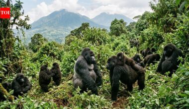 In the 1980s, fewer than 400 mountain gorillas remained in Central Africa. By 2018, conservation efforts had helped their population cross 1,000 |