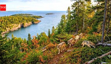 In 2018, scientists moved wolves to an isolated island to rebuild its ecosystem; five years later, researchers found out if it worked |
