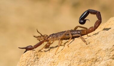 Scorpion venom peptides: Novel therapeutic approaches for inflammatory and hepatic disorders
