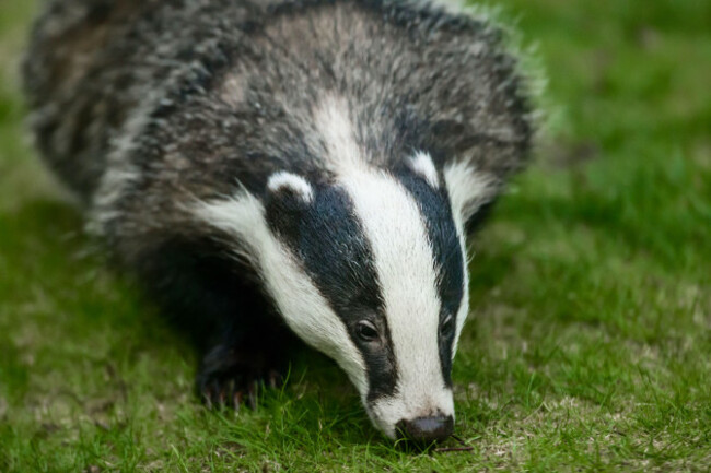 european-badger-meles-meles-also-known-as-the-eurasian-badger-in-the-highlands-of-scotland