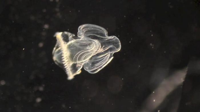acorn worm larva