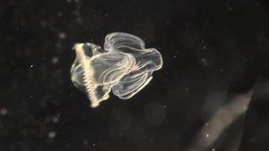 Worm’s radical transformation shows metamorphosis can change the functions of cells