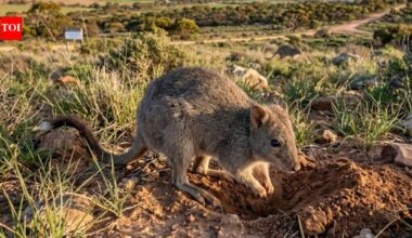 Australia brought back brush-tailed bettongs after more than a century of local extinction; the animals are now breeding and reshaping Yorke Peninsula |