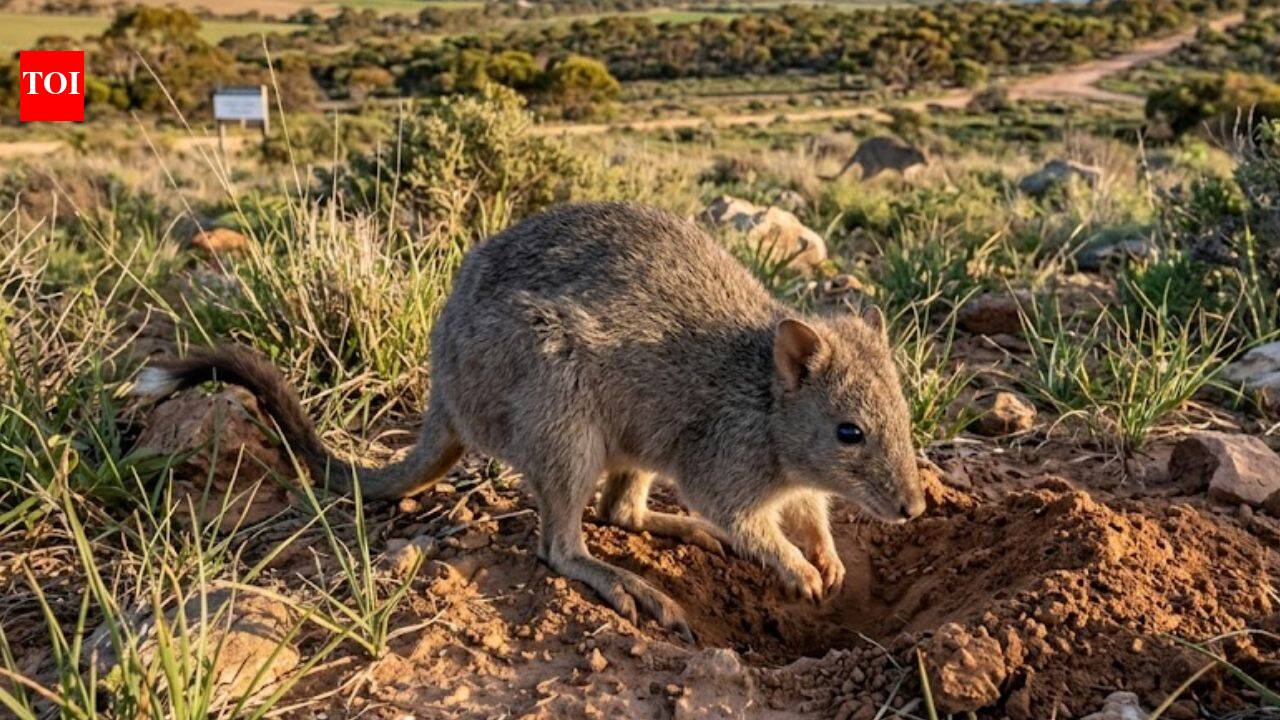 Australia brought back brush-tailed bettongs after more than a century of local extinction; the animals are now breeding and reshaping Yorke Peninsula |