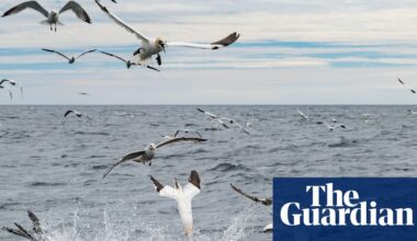 Save our seabirds from the huge windfarm due to be built near Bass Rock | Birds