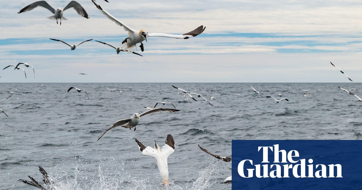 Save our seabirds from the huge windfarm due to be built near Bass Rock | Birds