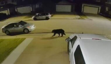 Bear spotted in Edmonton was likely hungry for a pre-winter meal, experts say