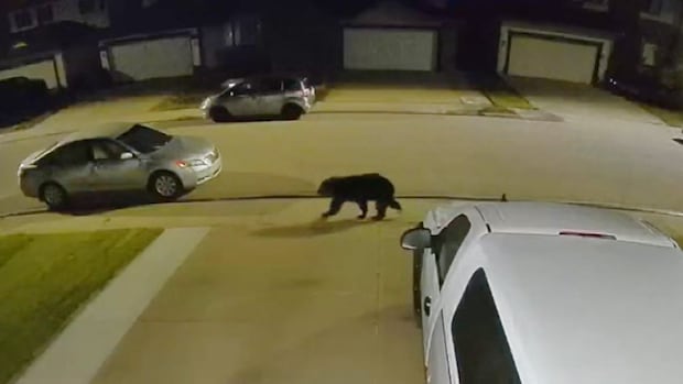Bear spotted in Edmonton was likely hungry for a pre-winter meal, experts say