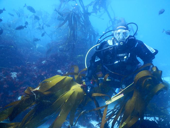 Climate-driven losses in seaweed carbon sequestration outpace habitat restoration gains