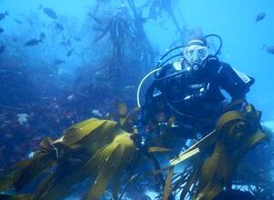 Climate-driven losses in seaweed carbon sequestration outpace habitat restoration gains