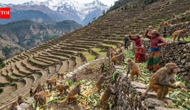 Nepal’s farmers built terraces into steep Himalayan slopes; now growing macaque populations are making it harder to keep their harvests﻿ |