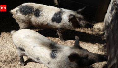 In 1807, sailors left pigs on a remote island as emergency food; 192 years later, rescuers found small, athletic animals valuable to medical research | World News