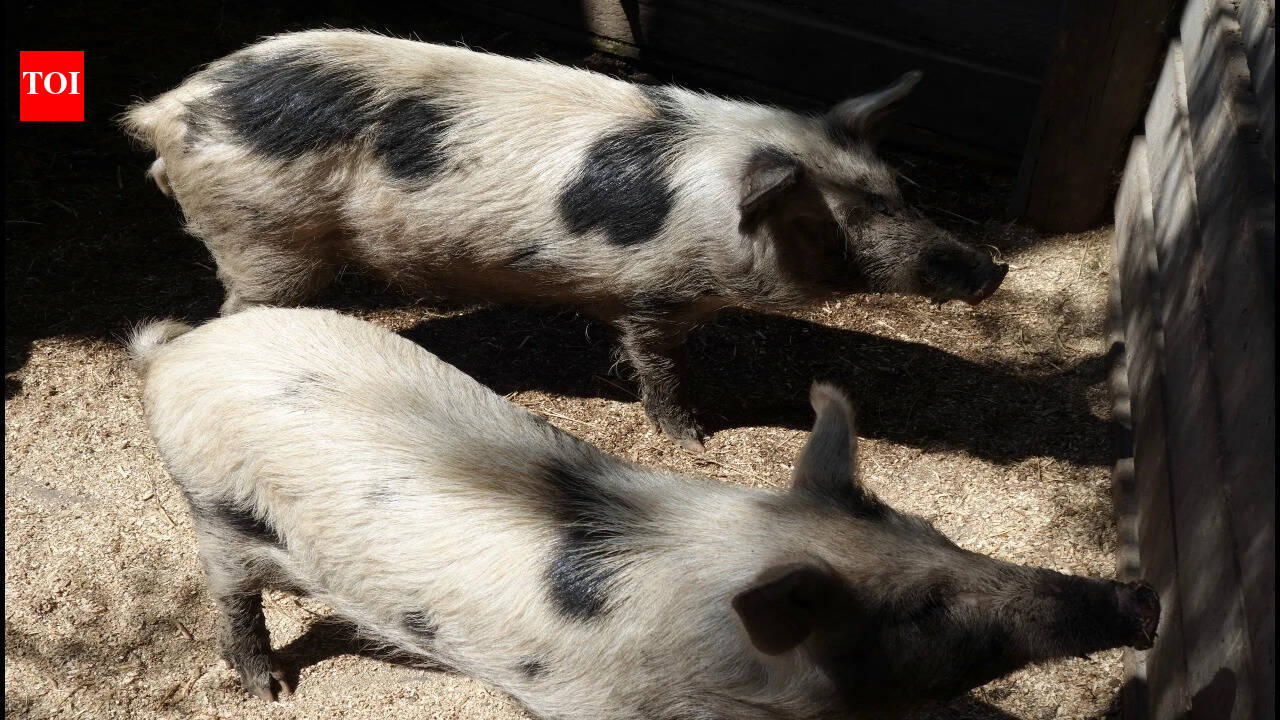 In 1807, sailors left pigs on a remote island as emergency food; 192 years later, rescuers found small, athletic animals valuable to medical research | World News